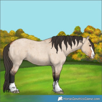 Horse Color:Bay Roan Dun 