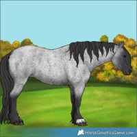 Horse Color:Blue Roan 