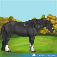 Horse Color:Black Tobiano 