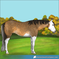 Horse Color:Gray Buckskin Dun Splash 