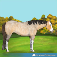 Horse Color:Buckskin Roan Splash 