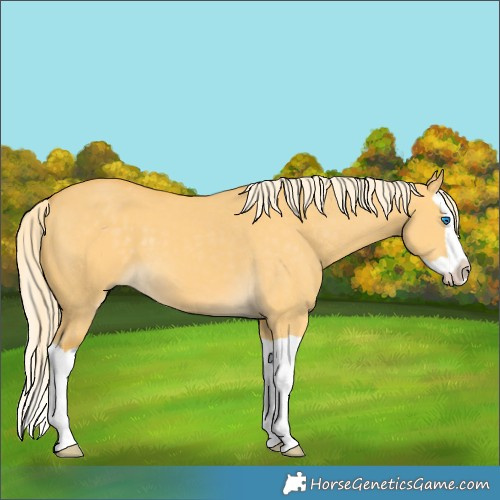 Horse Color:Palomino Dun Splash