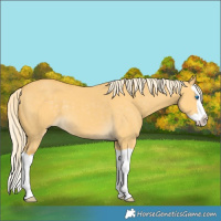 Horse Color:Palomino Dun Splash 