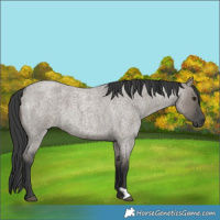 Horse Color:Grullo Roan 