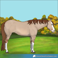 Horse Color:Red Dun Splash 