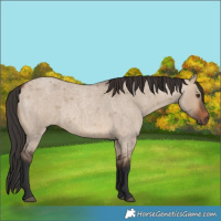 Horse Color:Brown Roan Dun 
