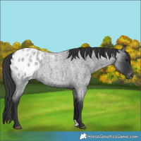 Horse Color:Blue Roan Appaloosa