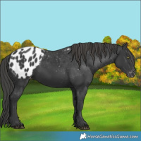 Horse Color:Black Appaloosa