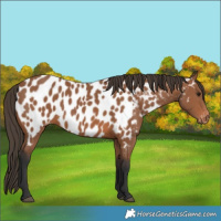 Horse Color:Bay Appaloosa 