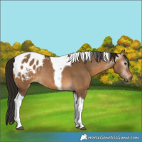 Horse Color:Gray Bay Dun Tobiano Blanket Rabicano 