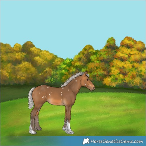 Horse Color:White Spotted Silver Buckskin Tobiano 