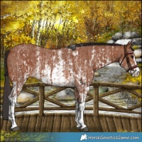 Horse Color:Bay Sabino Rabicano and Bay Sabino Rabicano