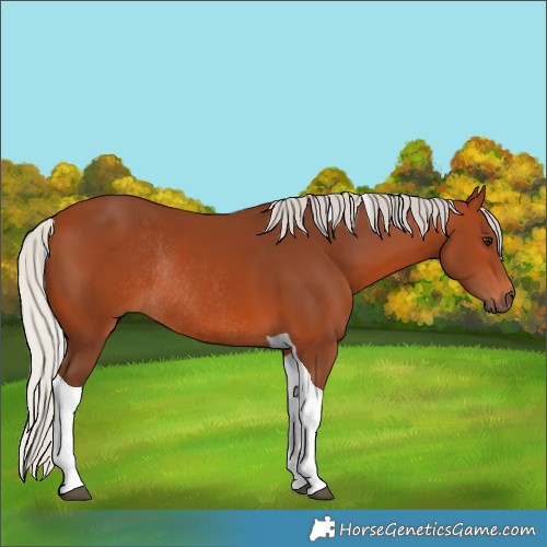 Horse Color:Silver Bay Tobiano Rabicano 