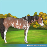 Horse Color:Bay Sabino 