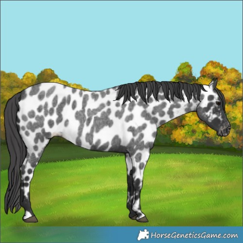 Horse Color:Blue Roan Appaloosa