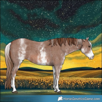 Horse Color:White Spotted Chestnut Sabino