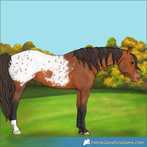 Horse Color:Bay Appaloosa
