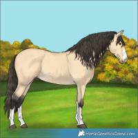 Horse Color:Buckskin Dun 