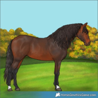 Horse Color:Bay 