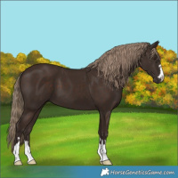 Horse Color:Liver Chestnut 