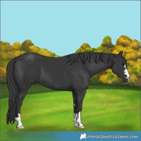 Horse Color:Black 
