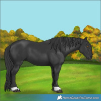 Horse Color:Black 