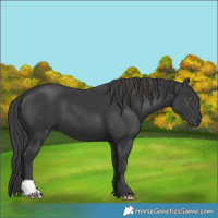 Horse Color:Black 