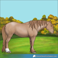 Horse Color:Black Pearl 