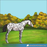 Horse Color:Brown Ice Appaloosa