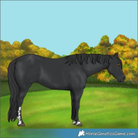 Horse Color:Black 