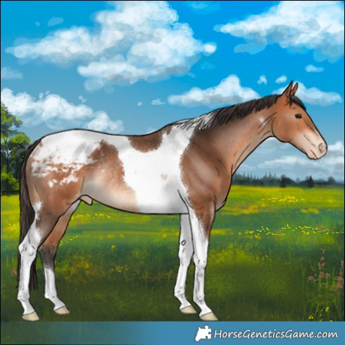 Horse Color:Bay Tobiano Snowcap Rabicano 