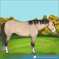 Horse Color:Bay Dun Splash 