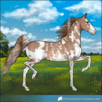 Horse Color:White Spotted Chestnut Sabino