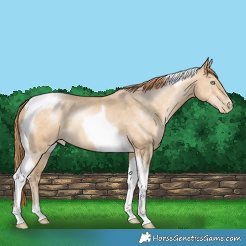 Horse Color:Buckskin Pearl Tobiano 