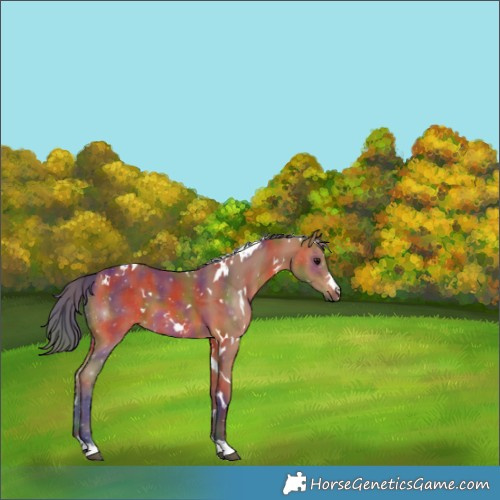Horse Color:Nacre White Spotted Bay 