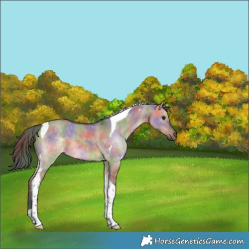 Horse Color:Nacre Brown Dun Tobiano 