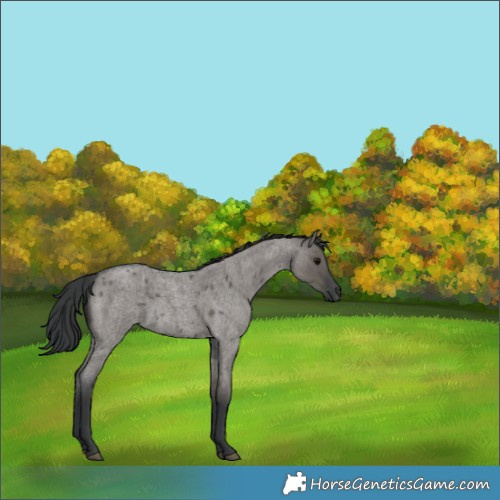 Horse Color:Grullo Roan 