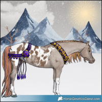 Horse Color:Painted Liver Red Dun Tobiano Appaloosa 