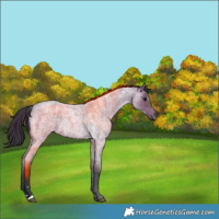 Horse Color:Bay Roan 