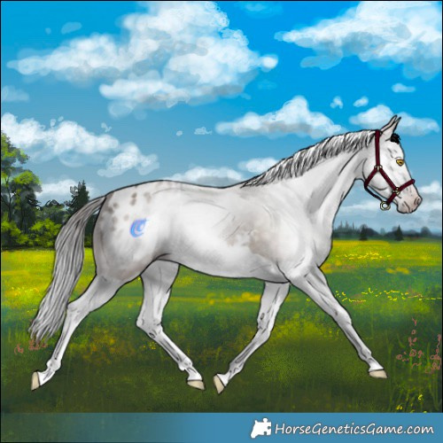 Horse Color:Gray Sable Champagne Splash Appaloosa