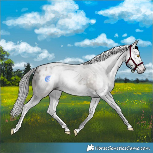 Horse Color:Gray Sable Champagne Splash Blanket 