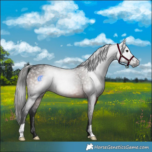 Horse Color:Gray Brown 