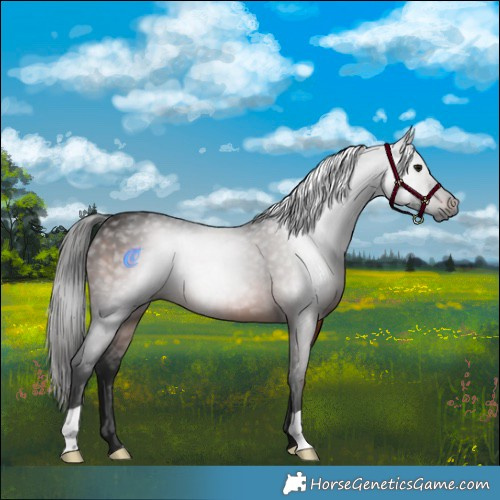 Horse Color:Gray Brown