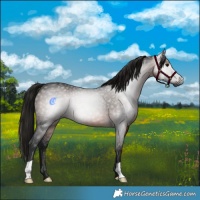 Horse Color:Gray Brown