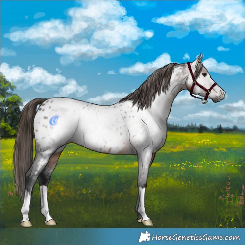 Horse Color:Gray Brown Appaloosa