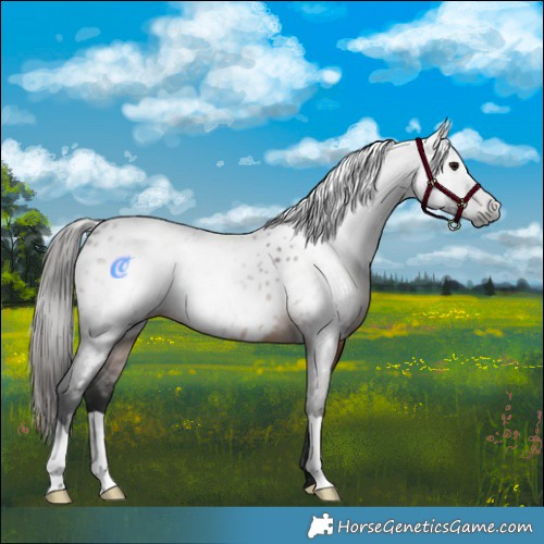Horse Color:Gray Brown Near Leopard