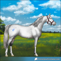 Horse Color:Gray Brown Appaloosa 