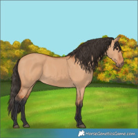 Horse Color:Bay Dun