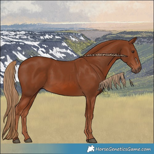 Horse Color:Chestnut 