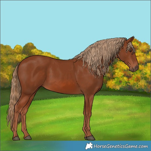 Horse Color:Chestnut 